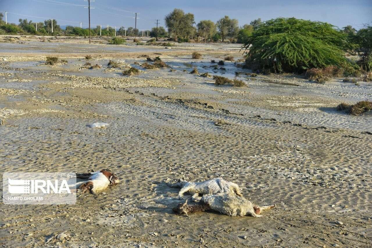 اتلاف احشام در سیلاب بلوچستان‎ (+تصاویر)