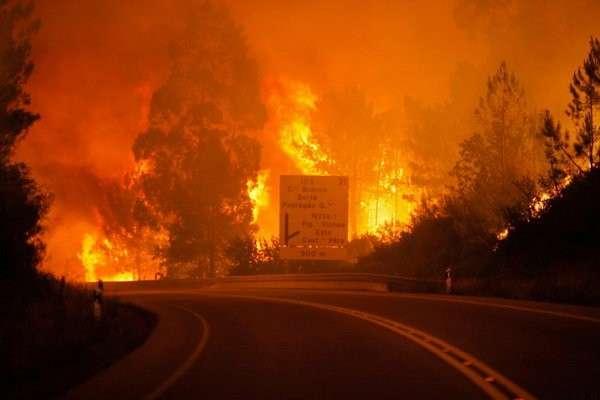 بیش از یک میلیارد حیوان در آتش‌سوزی استرالیا تلف شدند