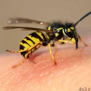 خطرات زنبورگزیدگی و راههای درمان زنبور گزیدگی سایت 4s3.ir