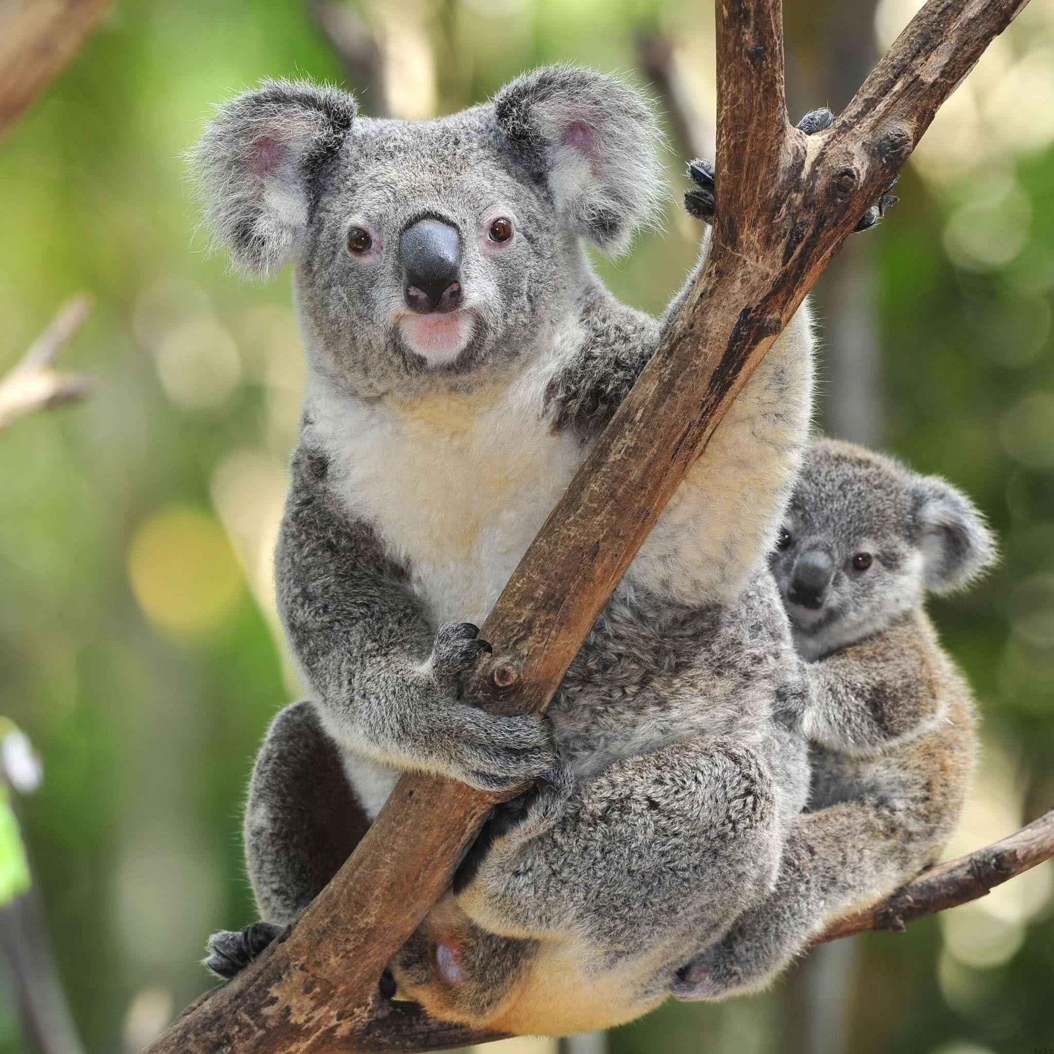 والپیپر های کوآلا بخش دوم | Koala Hd Wallpapers