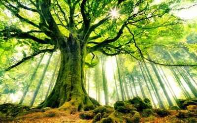 درختانی را از خواب بیرون می آورم (احمدرضا احمدی)