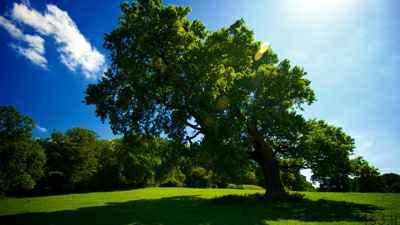 شعر های زیبا در مورد درخت و درختکاری
