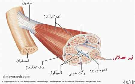 فیبر عضلانی چیست؟