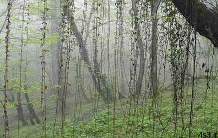 جنگل ارفع ده و چشمه پراُو در استان مازندران