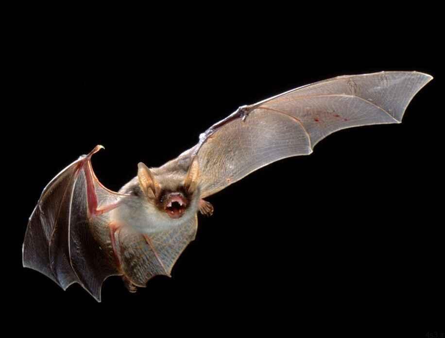 خبرهای پزشکی : «خفاش» منشا ویروس کرونا اعلام شد