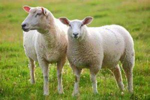 داستان زیبای «گوسفند صدقه‌ای» سایت 4s3.ir