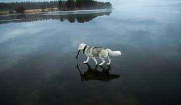 داستان زیبای راه رفتن سگ روی آب