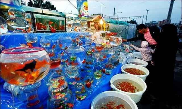 خبرهای پزشکی : درخواست “زالی” از “حناچی” برای ممنوعیت فروش ماهی قرمز ویژه نوروز در تهران