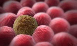 خبرهای پزشکی : دستکاری موفق سلول های مغز استخوان برای مقابله با تومورهای سرطانی سایت 4s3.ir