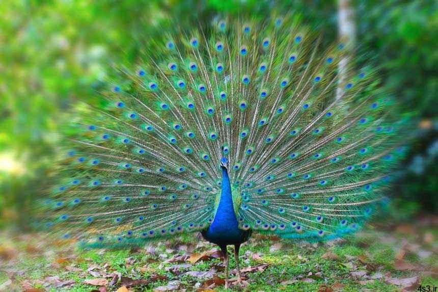 دشمن طاووس