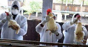 خبرهای پزشکی : شیوع آنفلوانزای پرندگان در چین همزمان با کرونا سایت 4s3.ir