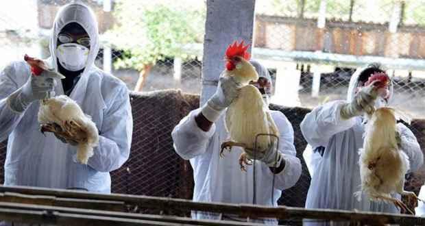 خبرهای پزشکی : شیوع آنفلوانزای پرندگان در چین همزمان با کرونا