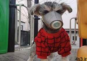 خبرهای پزشکی : قرنطینه یک سگ مشکوک به کرونا در هنگ‌کنگ سایت 4s3.ir
