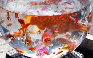خبرهای پزشکی : ماهی قرمز عامل انتشار ویروس کرونا سایت 4s3.ir