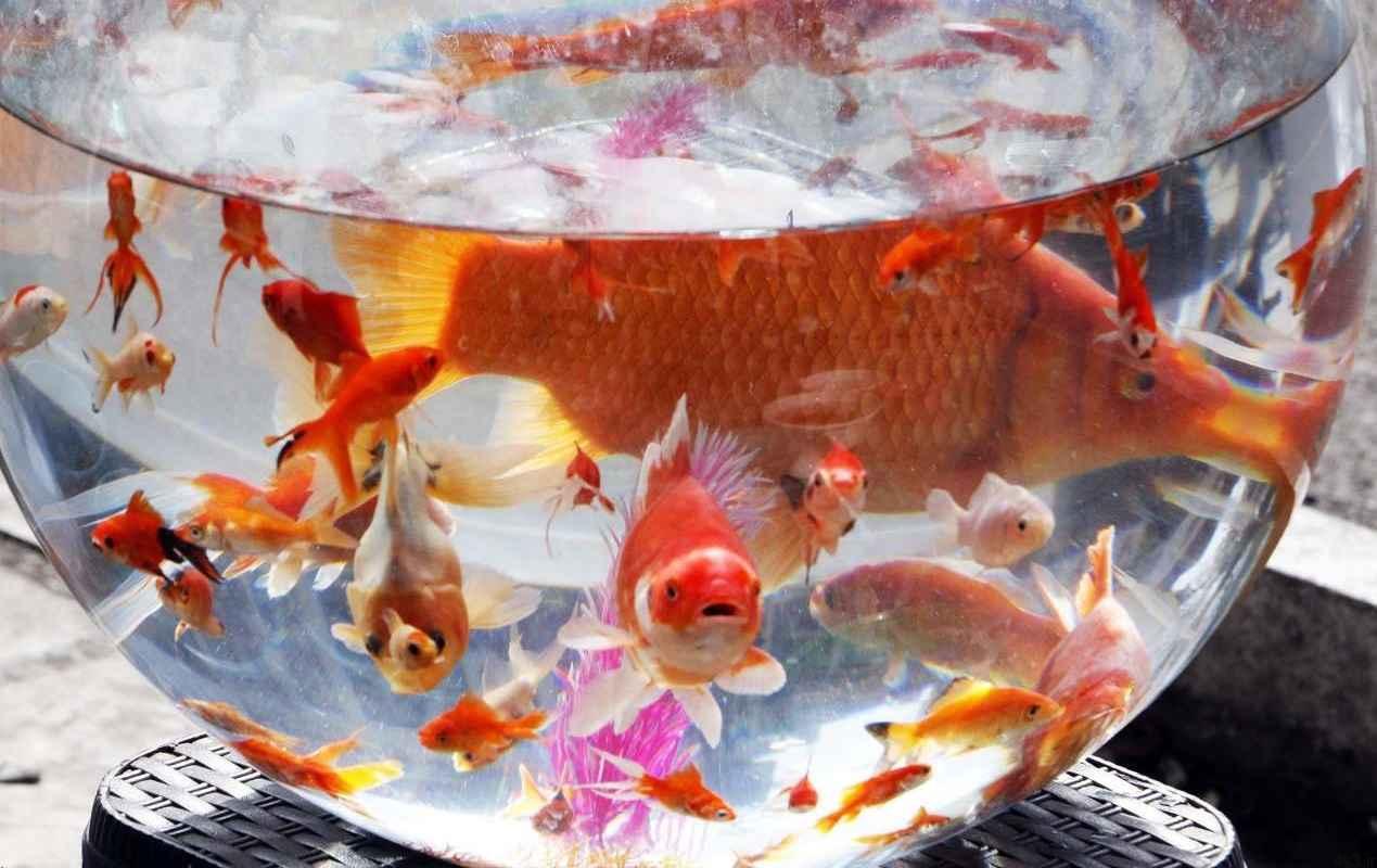 خبرهای پزشکی : ماهی قرمز عامل انتشار ویروس کرونا