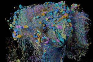 خبرهای پزشکی : نقشه سه بعدی و باکیفیت گوگل از ارتباطات مغزی سایت 4s3.ir