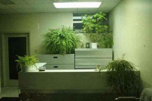 خبرهای پزشکی : وجود گیاه آپارتمانی در محل کار موجب کاهش استرس می شود سایت 4s3.ir