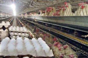 چگونه از مرغ و تخم‌مرغ آنفلوآنزا نگیریم؟ سایت 4s3.ir