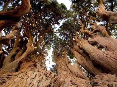 کهن‌ترین درختان جهان در یزد