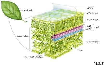 آشنایی با ساختمان برگ