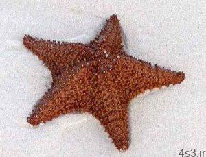 آشنایی با ستاره دریایی و شناخت ستاره دریایی سایت 4s3.ir
