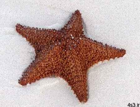 آشنایی با ستاره دریایی و شناخت ستاره دریایی