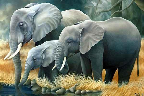 آشنایی با فیل ها