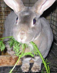 آشنایی با نحوه مراقبت از خرگوش و غذا دادن به خرگوش سایت 4s3.ir