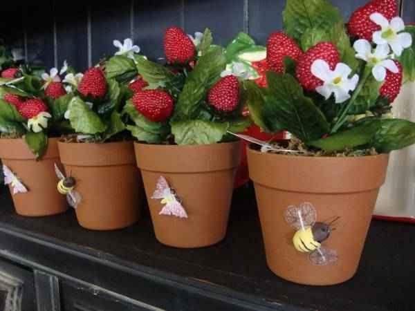 آموزش پرورش توت‌فرنگی در گلدان