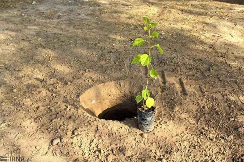 آموزش کاشت درخت