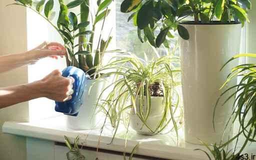 اشتباهاتی برای نگهداری از گیاهان آپارتمانی