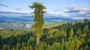 بلندترین درخت زنده زمین سایت 4s3.ir