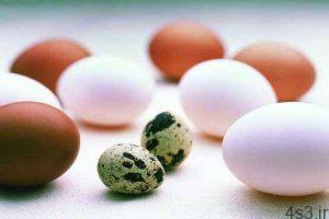 تخم‌مرغ یا تخم پرندگان؟ سایت 4s3.ir