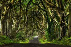 تونلی از جنس درخت در ایرلند (+تصاویر) سایت 4s3.ir