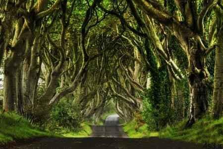 تونلی از جنس درخت در ایرلند (+تصاویر)