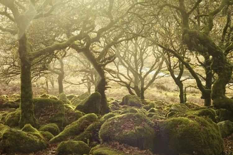 جنگل اسرارآمیز ویستمن در انگلیس + تصاویر