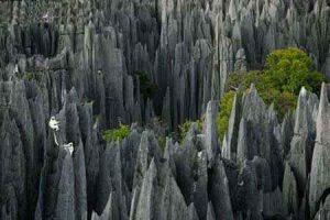 جنگل صخره ای  مکانی‌ شگفت‌انگیز در ماداگاسکار سایت 4s3.ir