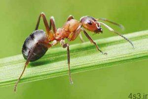 دانستنی هایی شگفت آور درباره مورچه ها سایت 4s3.ir