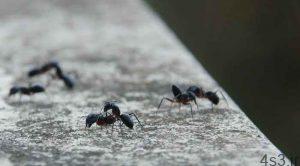 روش های از بین بردن مورچه در خاک گلدان سایت 4s3.ir