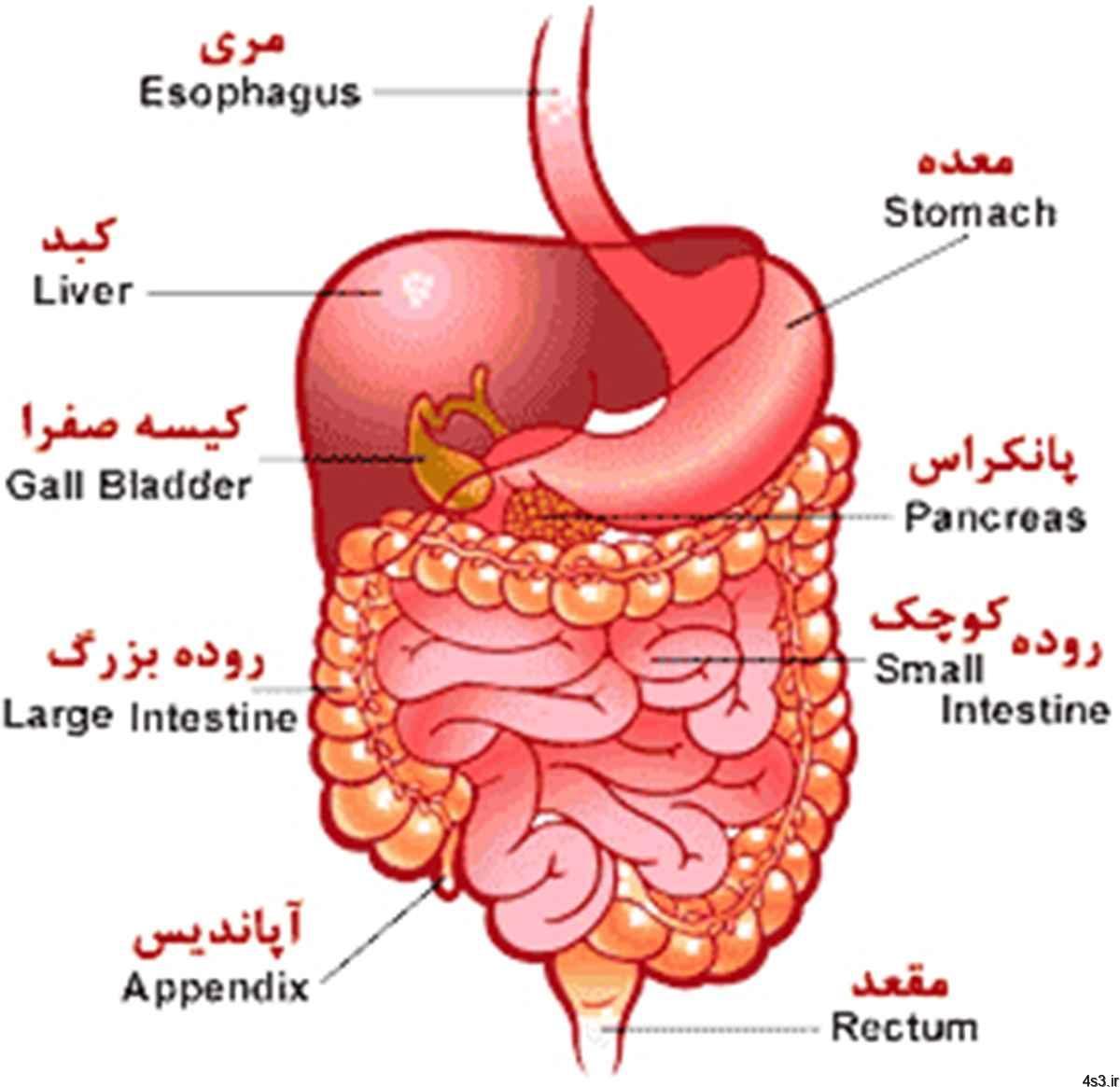 پاکسازی سیستم گوارشی با مواد غذایی