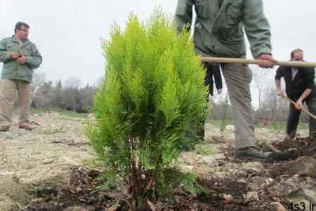 شناخت درخت و آموزش درختکاری