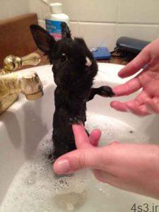 طرز صحیح حمام کردن خرگوش سایت 4s3.ir
