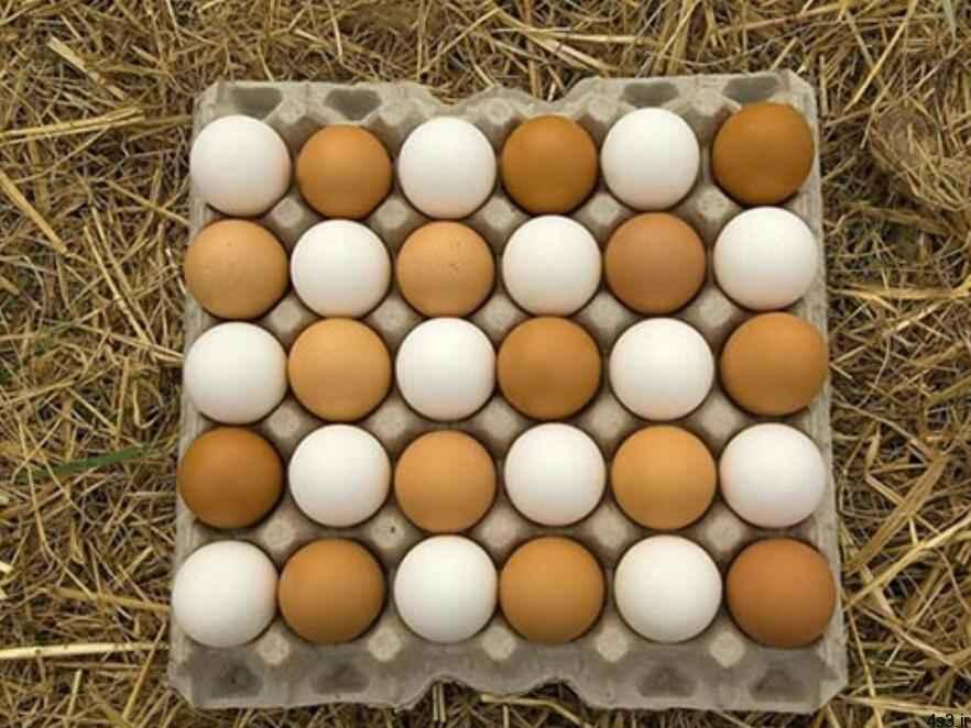 باورهای غلط در مورد تخم مرغ
