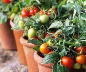 نحوه پرورش گوجه فرنگی در خانه سایت 4s3.ir