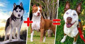 15 نوع سگ از نژادهای ترکیبی سایت 4s3.ir
