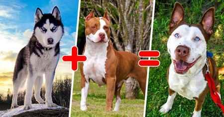۱۵ نوع سگ از نژادهای ترکیبی
