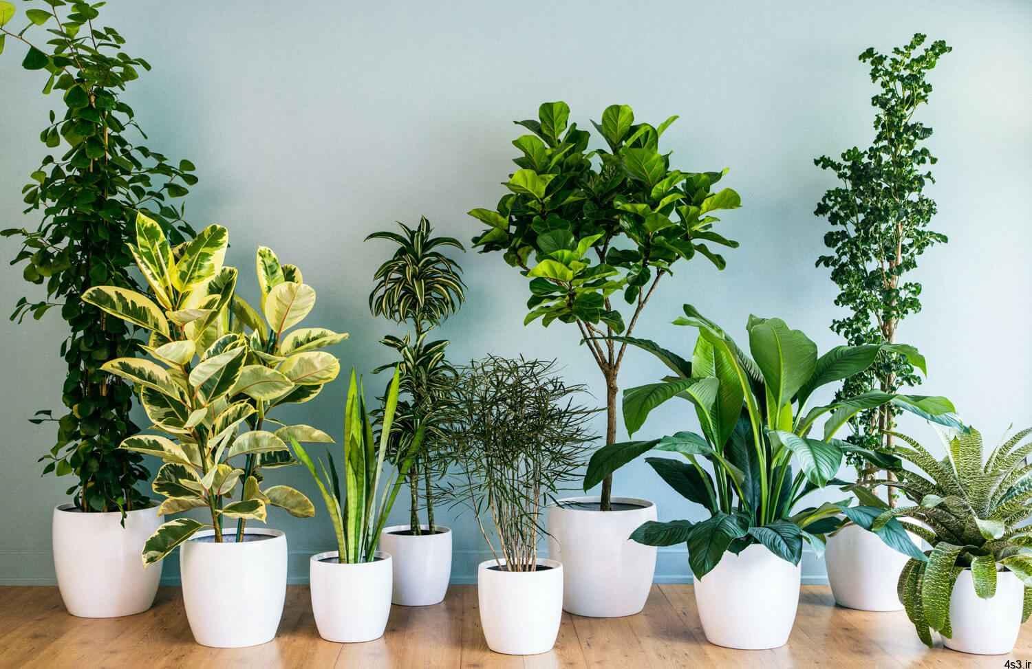 نکاتی برای نگهداری از گیاهان آپارتمانی
