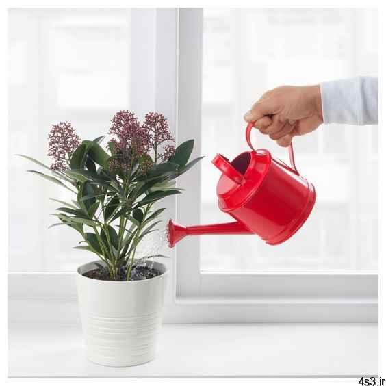 نکاتی که بهتر است درباره آبیاری گیاهان آپارتمانی بدانید