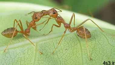 همه چیز از زندگی مورچه ها