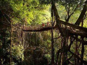 پلی از ریشه درختان زنده در هند (+عکس) سایت 4s3.ir